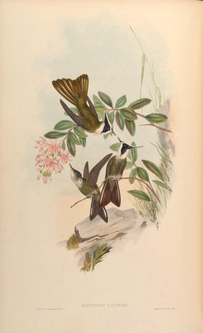 Oxypogon lindenii = Oxypogon guerinii lindenii von John Gould